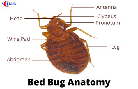 Bed Bug Life Cycle 7 Stages Of Bed Bug Life Cycle And Fun Facts