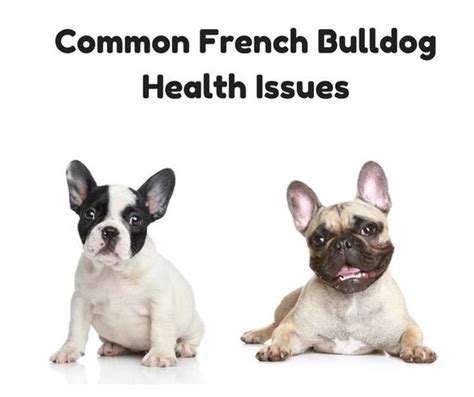 In conjunction to this, french bulldogs may also suffer from thyroid condition. 常见的法国斗牛犬健康问题 - 行为 - 2020