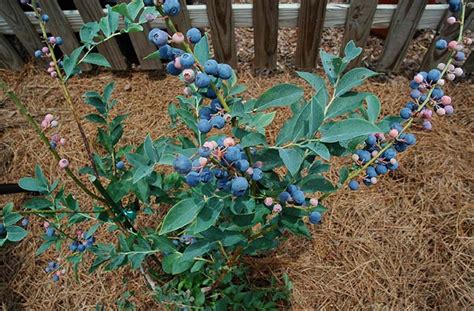 How To Grow Blueberries Care And Maintenance Joe Gardener