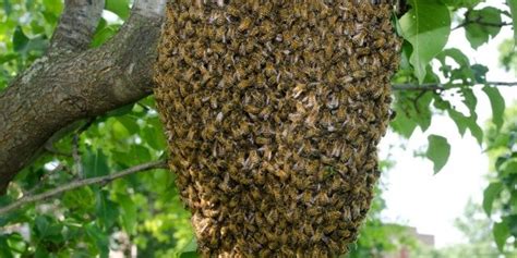 30 Injured In Honey Bees Attack In Kendrapara