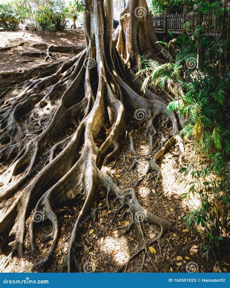 Banyan Trees Trees With Big Roots Stock Image Image Of Natural