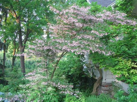 Most varieties are appropriate for zones 3 japanese maples can be dependably grown in zones 5 to 9, although some gardeners now report. 64 best images about Ornamental Trees for Zone 4 & 5 on ...