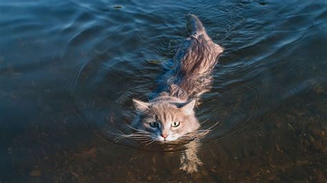Funny Cats Falling In Water Compilation New Hd Funnycattv