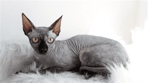 How Much Does A Sphynx Cat Cost Everything You Need To Know