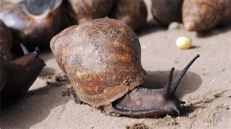 Giant African Land Snails No Solution On Their Advance Bbc News