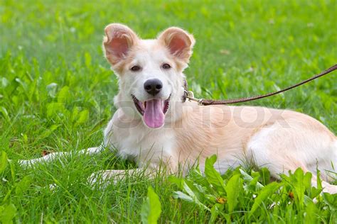 Golden Retriever Puppy Lying On Green Grass On Meadow Stock Image