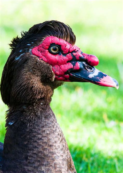 33 Muscovy Duck Facts Red Faced Musky Duck Goose