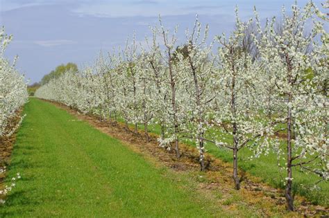 Height, spread, ontario hardiness zones and leaf colours are all important information to consider this tree is native to canada is well adapted to a variety of soils. Flowering fruit trees stock image. Image of small ...