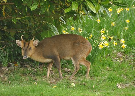 Muntjac A Deer Problem Norfolk Biodiversity