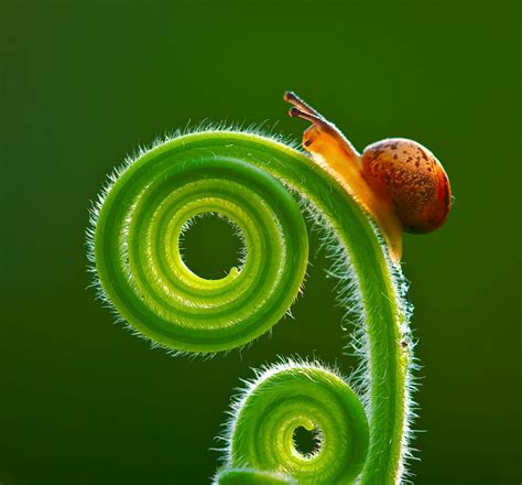 Snail Fern Snail Nature World Photography