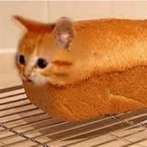 The Bread Cat  The Bread Cat The Money Discover Share S My Xxx Hot Girl