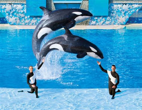 Shamur Seaworld Orlando Sea World Orcas In Captivity