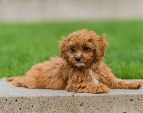 How Much Does A Cavapoo Cost Puppy4homes