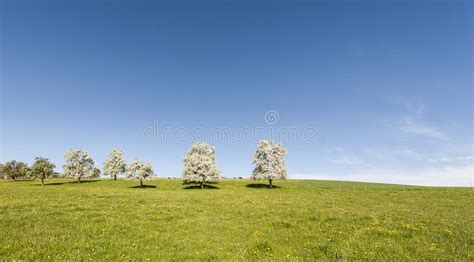 Cows Meadow And Flowering Trees In Switzerland Stock Photo Image Of