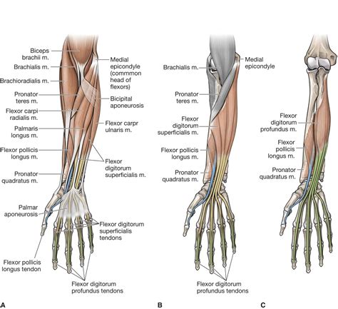Forearm Anatomy Diagram