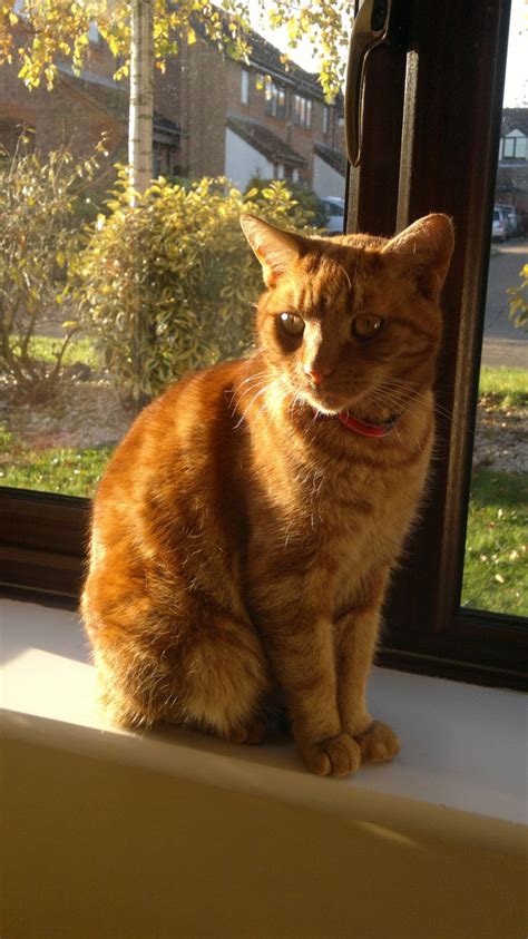 Beautiful Ginger Cat For Rehoming Free Milton Keynes