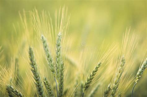 Green Barley Field Nature Background Stock Image Image Of Nature