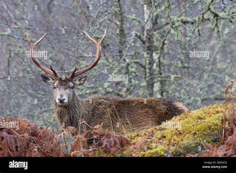Red Deer Stag Cervus Elaphus In The Wild Scottish Highlands Pictured