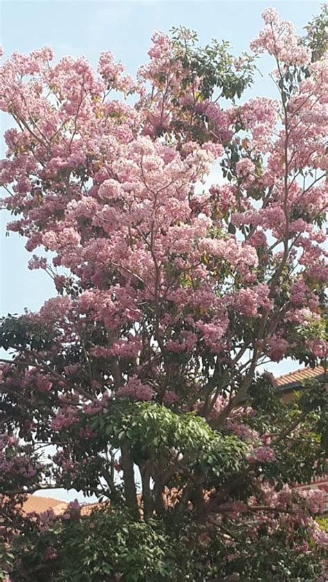 Antara pahlawan dan samurai, camellia merah chrysanthemums, atau ibu untuk jangka pendek, dikenali sebagai kiku dalam bahasa jepun. MUSIM BUNGA DI UTARA...INDAHNYA. - karya ku : paridah ishak