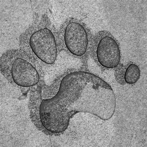 A Giant Panda Footprint In The Pavement Heading Towards The Breeding