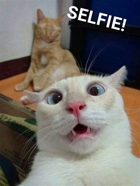 Cat Selfie Funny Cat Faces Funny Cute Cats Funny Cat Pictures