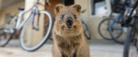 All About Quokkas Ultimate Guide To Everything