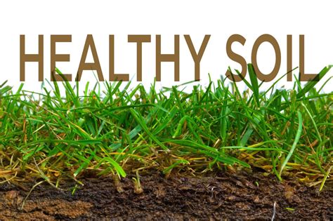 Healthy Soil Will Improve The Growth Of Your Lawn
