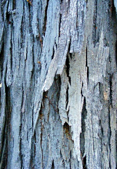 Hickory Tree Bark Types Sherie Heflin