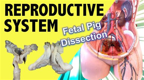 Reproductive System Anatomy Male And Female Fetal Pig Anatomy Hd
