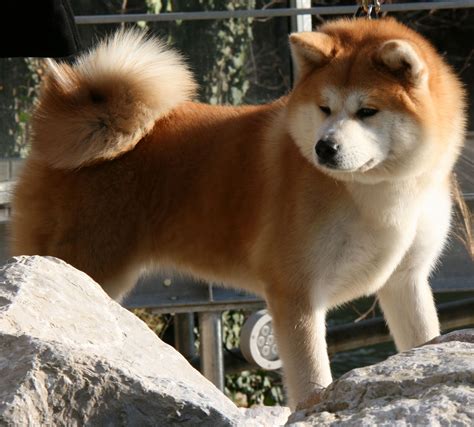 Akita Inu Look At This Beautiful And Awesome Dog Beaux Chiens