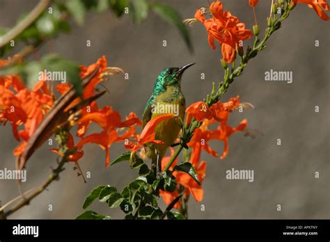 Yellow Bellied Sunbird Perched In Cape Honeysuckle Stock Photo Alamy