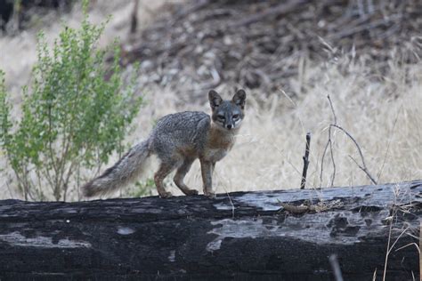 Imperiled Foxes On California Islands May Come Off Endangered List