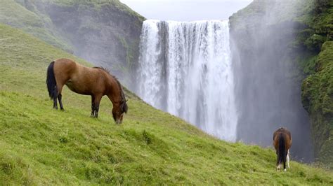 Picture Perfect Skogafoss Waterfall And The Icelandic Horse Andychas