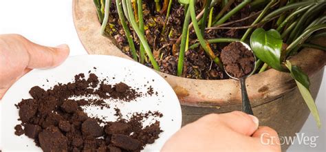 This would have to be by far the most common way to use coffee grounds in the garden. A Common-Sense Guide to Using Coffee Grounds in the Garden
