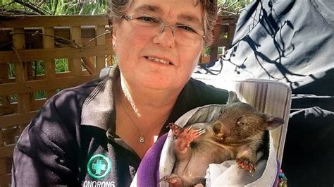 No Sleep Or Holidays Volunteer Reveals What Its Really Like To Be A Chief Wombat Cuddler