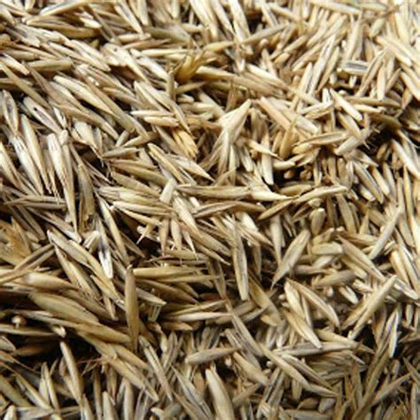 Grass Seed With Rye 500gram Austins Country Store