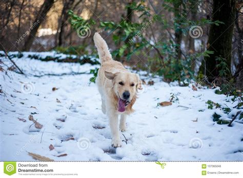 Golden Retriever In The Snowy Forest Stock Photo Image Of Canine