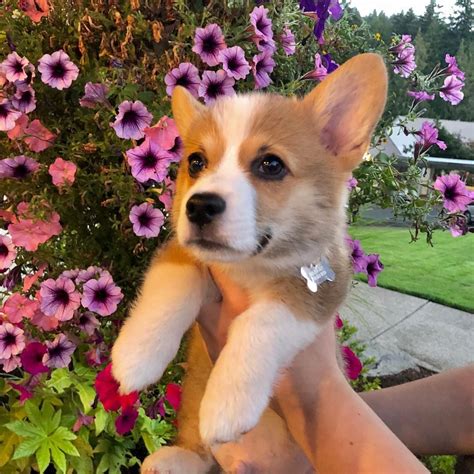 They have a public directory of reputable breeders all across the country with contact information, too! Corgi Mix Puppies Oregon - Pets Ideas