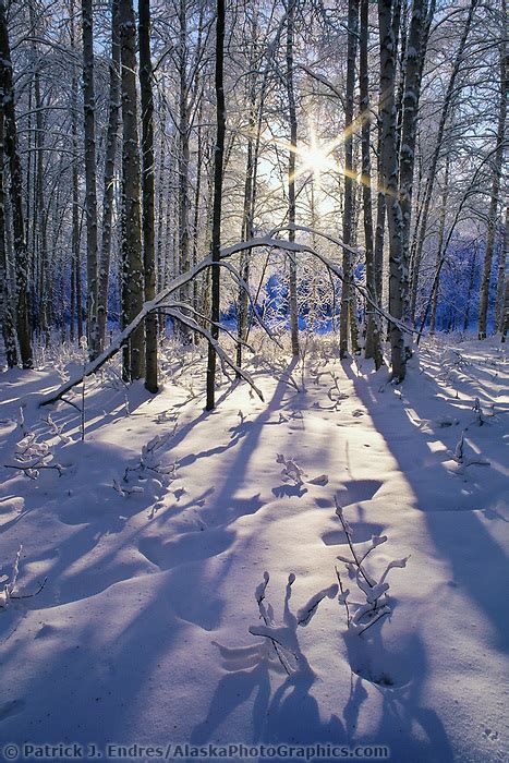 Winter Sunrise Through Birch Trees