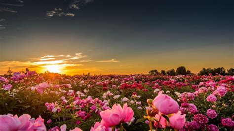 Free Download Flowers Flower Peonies Pink Sunset Wallpaper Nature Hd