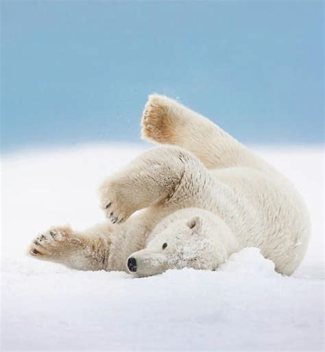 Snow Bath By © Patrick Endres Polar Bear Polar Bears Live Animals