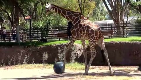 Giraffe Playing Soccer Youtube Good News Network