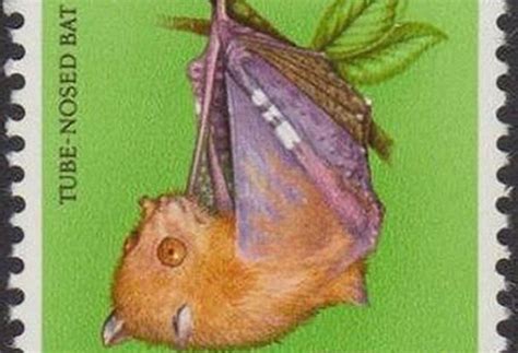 Yoda Fruit Bat Officially Recognised As New Species Bbc News