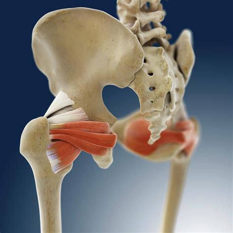 Buttock Muscles Photograph By Springer Medizinscience Photo Library