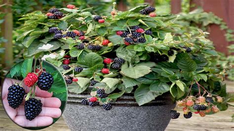 How To Grow Care And Harvesting Blackberry In Pots Growing