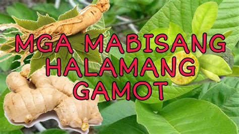 Mga Halamang Gamot Sa Pilipinas Youtube
