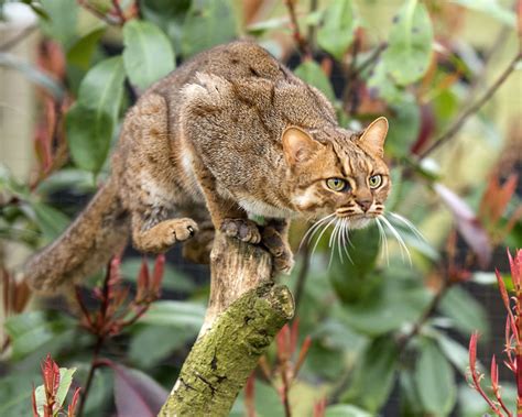 Rusty Spotted Cat Rusty Spotted Cat Cats Wild Cat Species