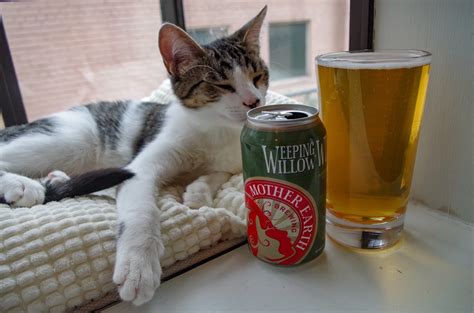 Cats Drinking Beer Can Cats Drink Beer