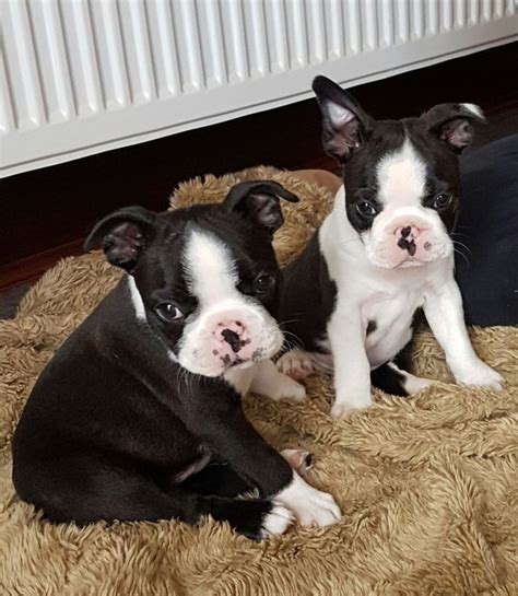 And you are gonna love the cuteness. Cute Boston Terrier Puppy for Adoption Offer