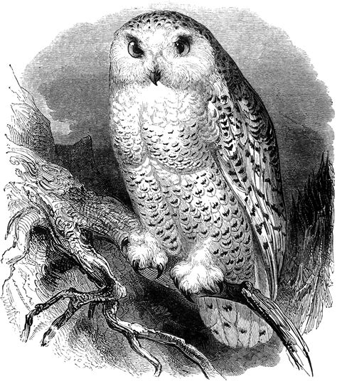 Free Clip Art Snow Owl Vintage Illustration